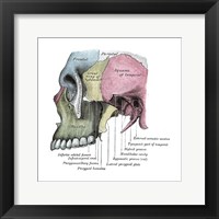 Framed Skull Diagram