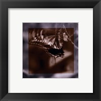 Butterfly Study I Framed Print