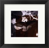 Framed Butterfly Study II