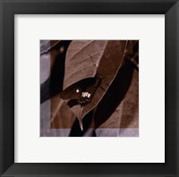 Butterfly Study VI Framed Print