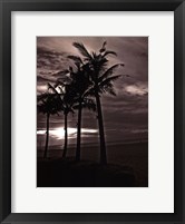 Framed Palms At Night III