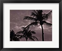 Palms At Night IV Framed Print