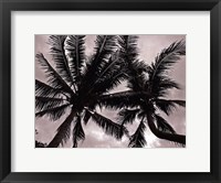 Framed Palms At Night V