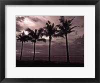 Palms At Night VI Framed Print