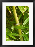 Close-up of a bamboo shoot with bamboo leaves Framed Print