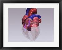 Framed Close-up of a human heart with flow model