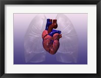 Close-up of a human heart model Framed Print