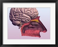 Framed Close-up of a human olfactory system and brain