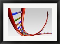 Framed Close-up of a human DNA structure