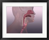 Framed Close-up of a human respiratory system