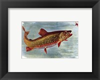 Framed Brook Trout American Fishes