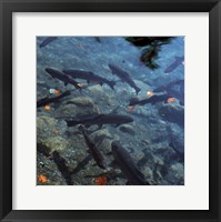 Framed Trout - under water