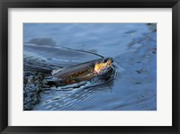 Framed Close-up of a Brook trout (Salvelinus fontinalis) on a fishing line