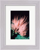 Framed Sea fan