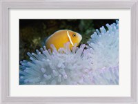 Framed Clown Fish, Nananu-I-Ra Island, Fiji