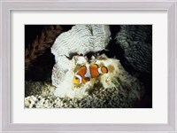 Framed Clown Fish and an Anemone