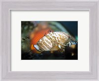 Framed Grunt Sculpin