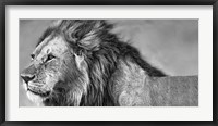 Framed Lion Eyes