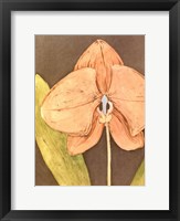 Framed Orchid & Earth IV