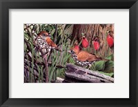 Framed Thrush