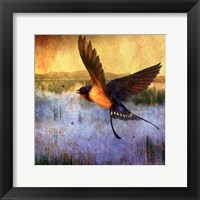 Barnswallow Framed Print