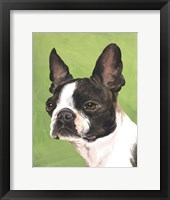 Dog Portrait-Boston Framed Print