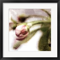 Framed Apple Blossom III