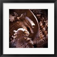 Macro Shells IV Framed Print