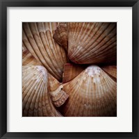 Macro Shells VI Framed Print