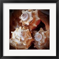 Macro Shells VII Framed Print