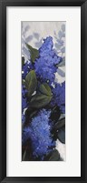 Framed Lilac Spray II