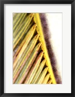 Framed Frond Study I