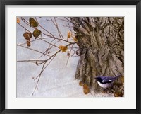 Framed Late Snow Warbler