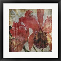 Framed Pacific Orchid I