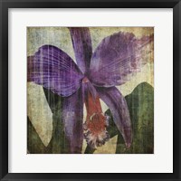 Framed Pacific Orchid II