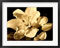 Yvoire Flower I Framed Print