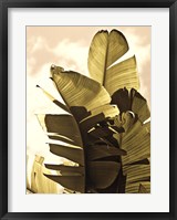 Palm Fronds IV Framed Print