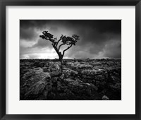 Framed Pavement & Tree II