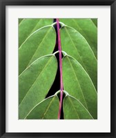 Framed Leaf Design II