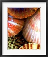 Framed Shell Extraction III