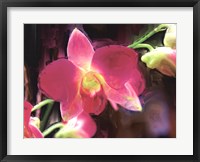 Framed Painterly Flower V