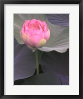 Framed Blushing Lotus II