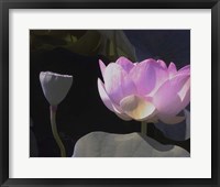 Framed Blushing Lotus III