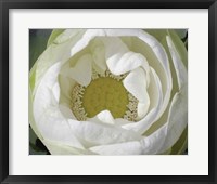 Delicate Lotus I Framed Print