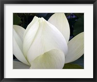 Framed Delicate Lotus IV