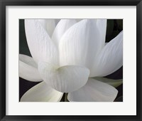 Delicate Lotus V Framed Print