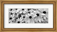 Framed Black Eyed Susans