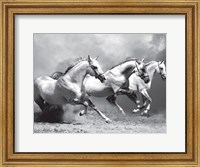 Framed White Stallions II