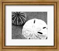 Framed Sand Dollar and Sea Urchin