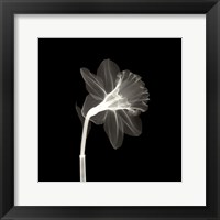 Framed Veiled Blossom